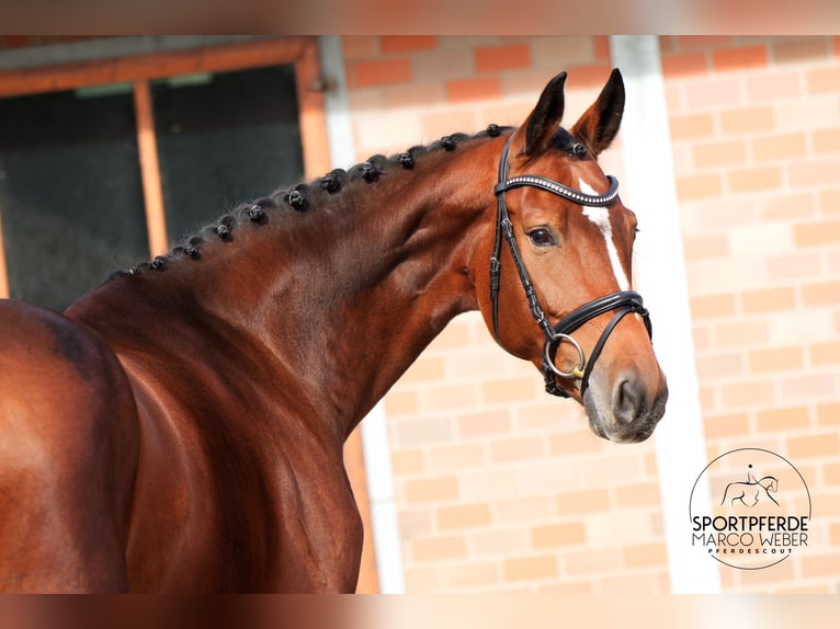 Westfale Stute 7 Jahre 169 cm Brauner in Vechta