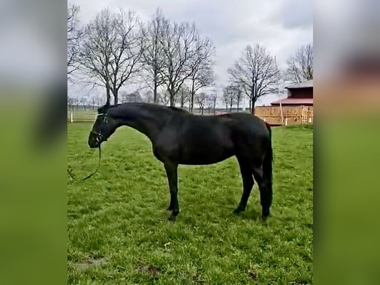 Westfale Stute 7 Jahre 169 cm Schwarzbrauner in Münster