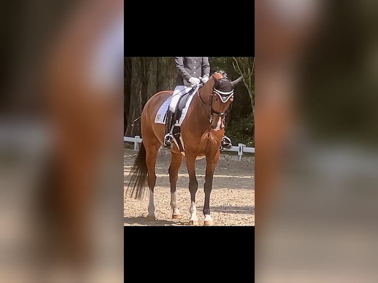 Westfale Stute 7 Jahre 170 cm Brauner in Mettmann