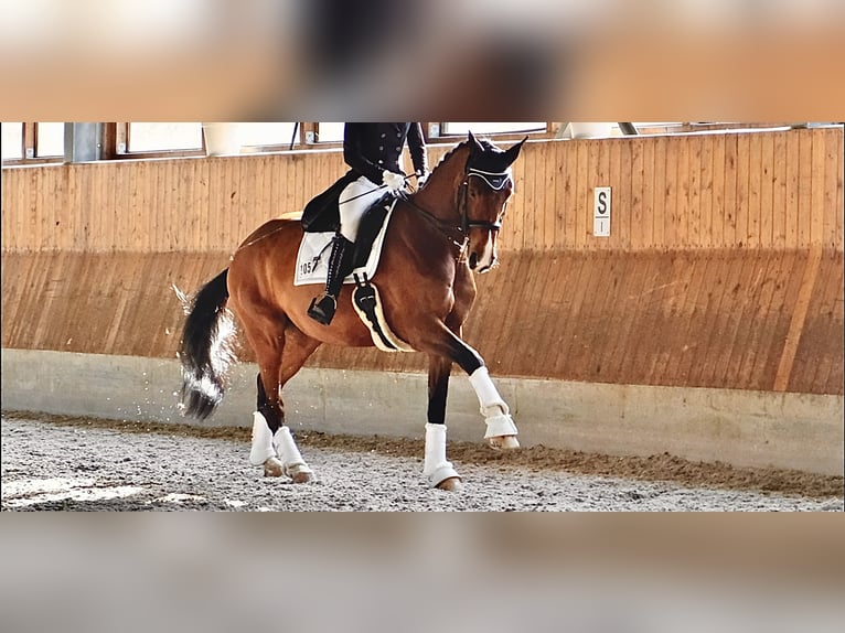 Westfale Stute 7 Jahre 170 cm Brauner in Mettmann