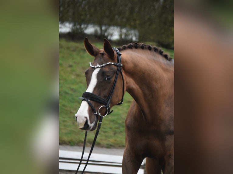 Westfale Stute 7 Jahre 170 cm Dunkelfuchs in Fürstenau