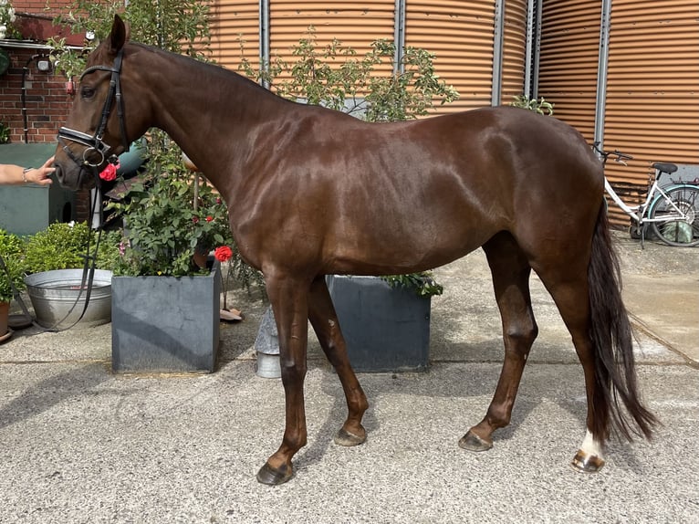 Westfale Stute 7 Jahre 170 cm Dunkelfuchs in Ahlen