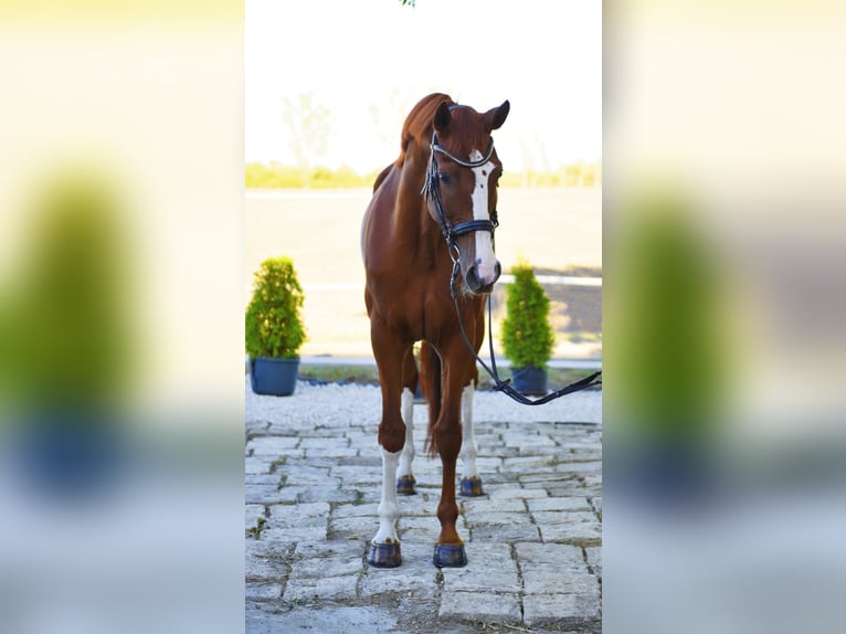 Westfale Stute 7 Jahre 170 cm Fuchs in B&#xE9;k&#xE9;sszentandr&#xE1;s