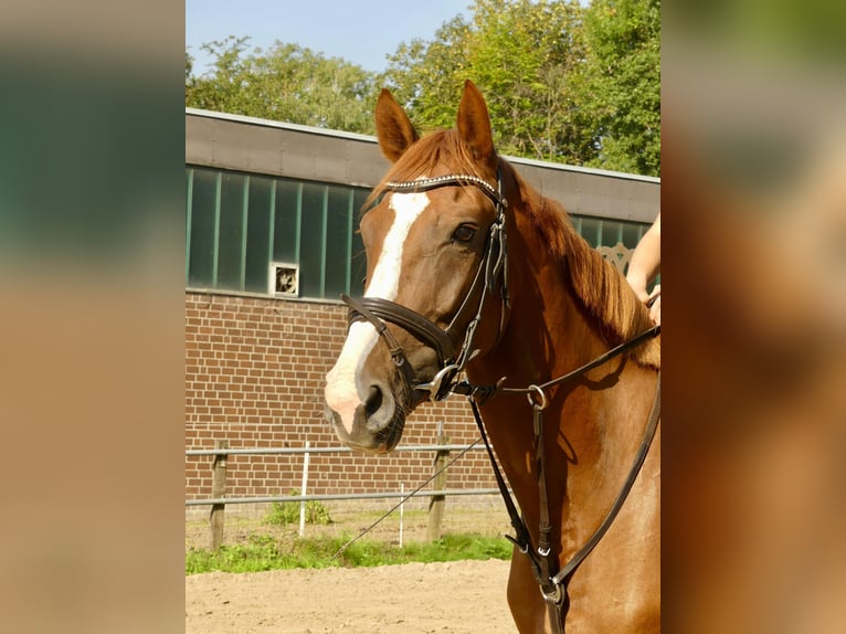 Westfale Stute 7 Jahre 170 cm Fuchs in Nordkirchen