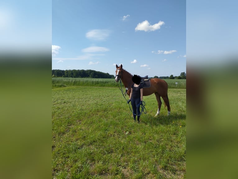 Westfale Stute 7 Jahre 170 cm Fuchs in Nordkirchen