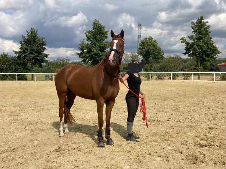 Westfale Stute 7 Jahre 170 cm Fuchs in Nordkirchen