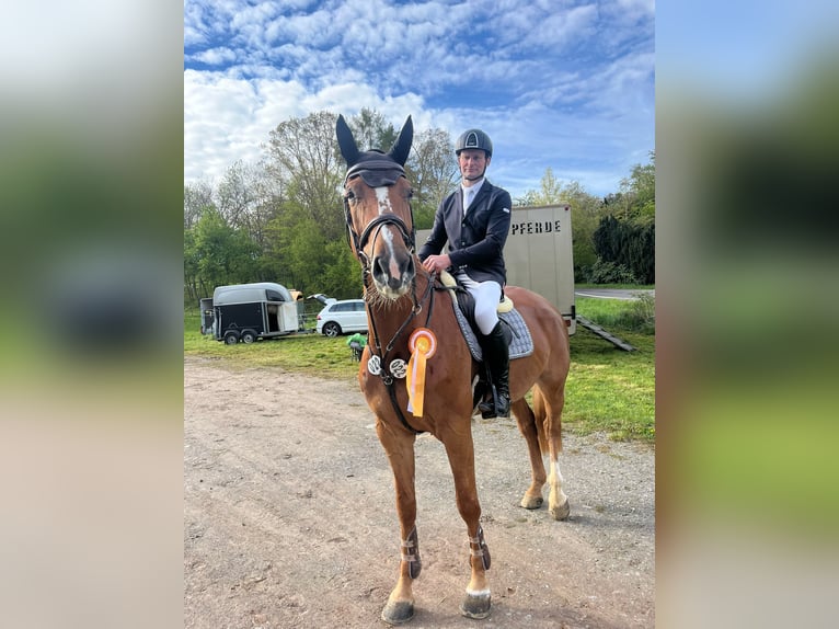 Westfale Stute 7 Jahre 170 cm Fuchs in Murrhardt