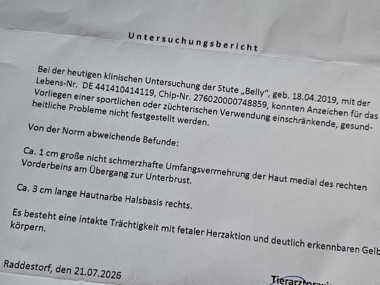 Westfale Stute 7 Jahre 170 cm Fuchs in Raddestorf