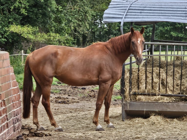 Westfale Stute 7 Jahre 170 cm Fuchs in Raddestorf