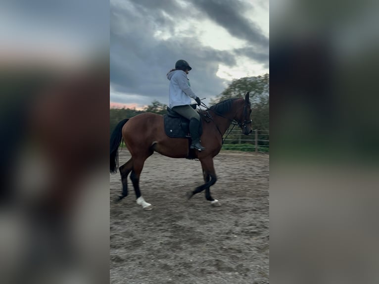 Westfale Stute 7 Jahre 170 cm Hellbrauner in Laupheim