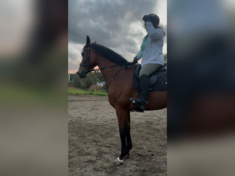 Westfale Stute 7 Jahre 170 cm Hellbrauner in Laupheim