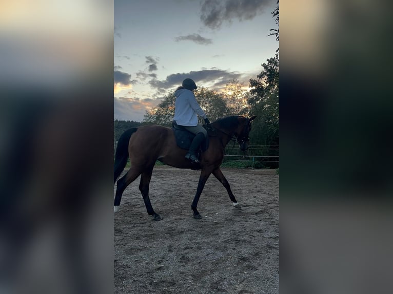 Westfale Stute 7 Jahre 170 cm Hellbrauner in Laupheim