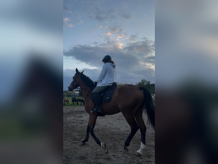 Westfale Stute 7 Jahre 170 cm Hellbrauner in Laupheim