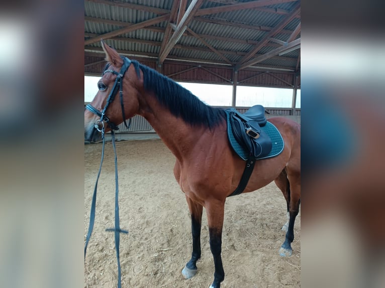 Westfale Stute 7 Jahre 170 cm Hellbrauner in Laupheim
