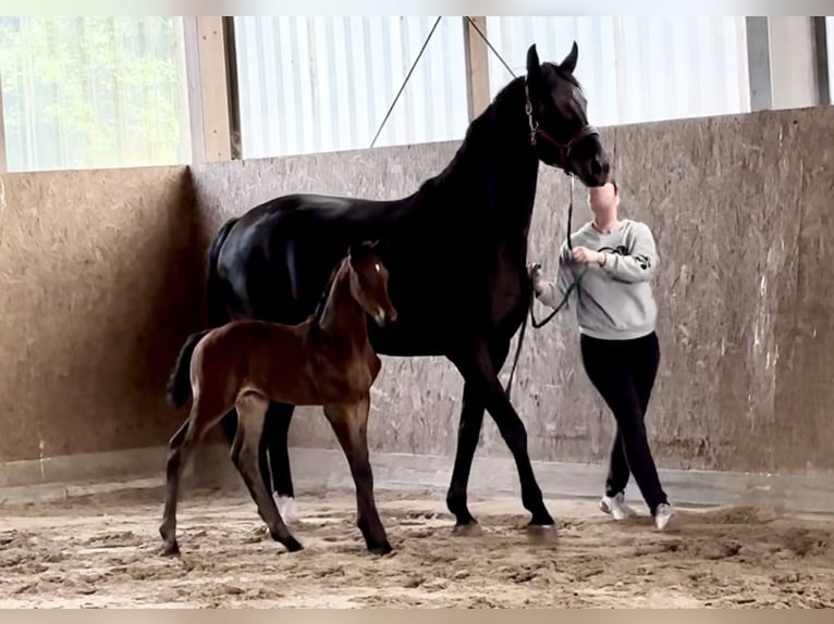 Westfale Stute 7 Jahre 170 cm Rappe in Münster Westfale Stute 7 Jahre 170 cm Rappe in Münster