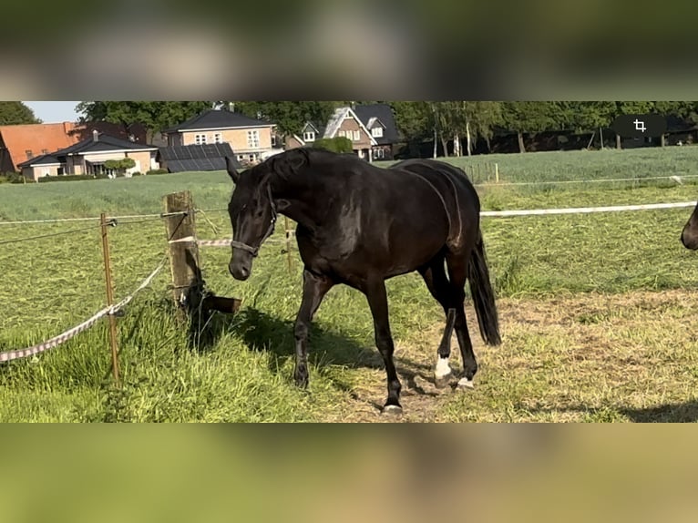 Westfale Stute 7 Jahre 170 cm Rappe in Münster