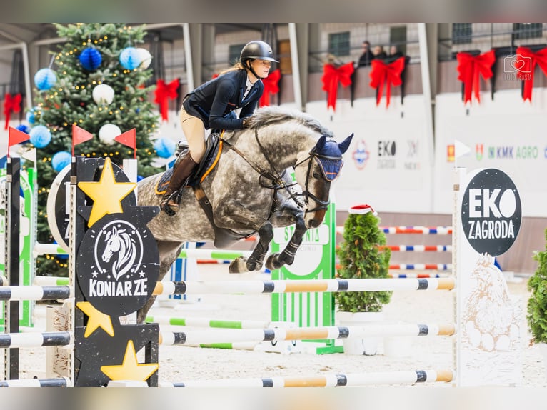 Westfale Stute 7 Jahre 170 cm Schimmel in Piła