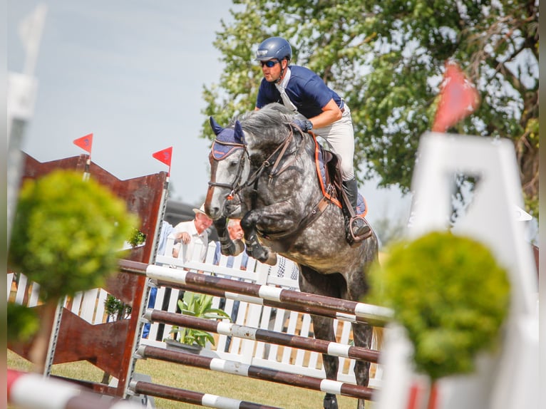 Westfale Stute 7 Jahre 170 cm Schimmel in Piła