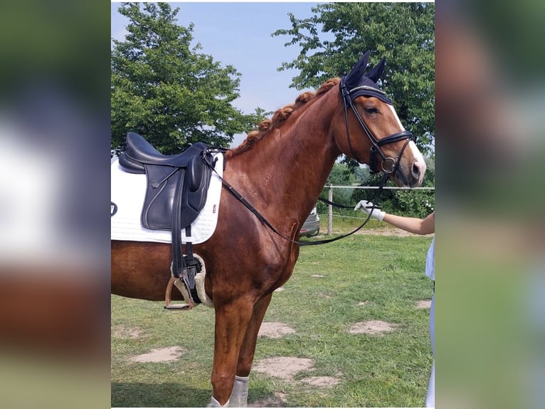 Westfale Stute 7 Jahre 171 cm Fuchs in Lippstadt
