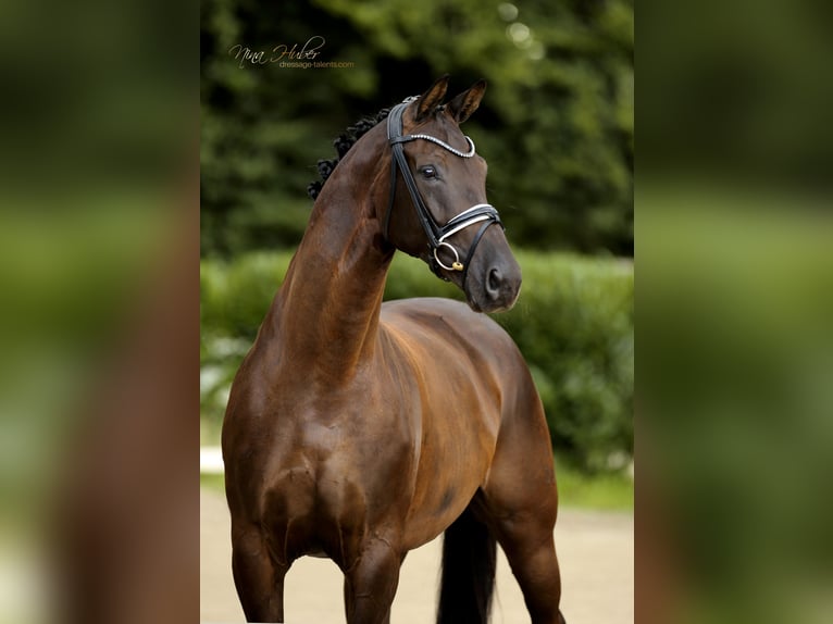 Westfale Stute 7 Jahre 171 cm Rappe in Ibbenb&#xFC;ren