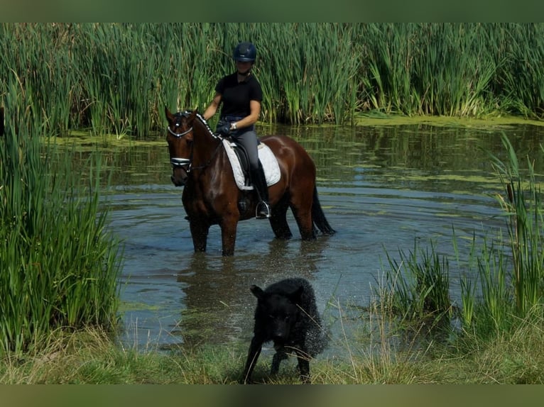 Westfale Stute 7 Jahre 172 cm Brauner in Iserlohn