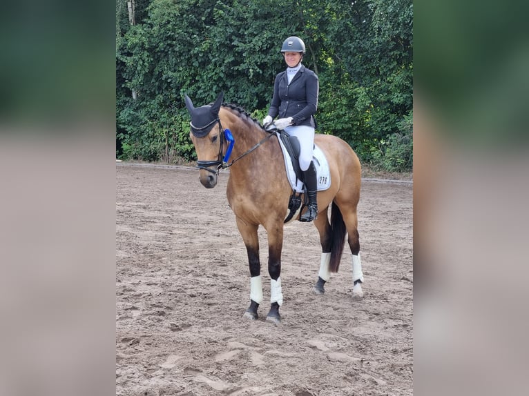 Westfale Stute 7 Jahre 172 cm Buckskin in Dormagen