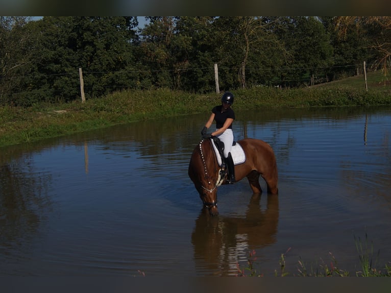 Westfale Stute 7 Jahre 172 cm Dunkelfuchs in Iserlohn