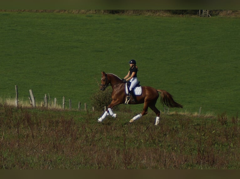 Westfale Stute 7 Jahre 172 cm Dunkelfuchs in Iserlohn