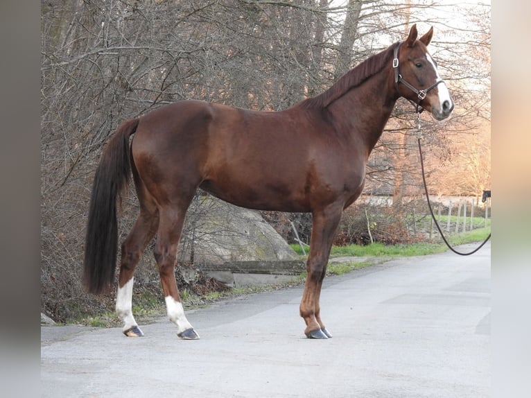 Westfale Stute 7 Jahre 172 cm Fuchs in Verl