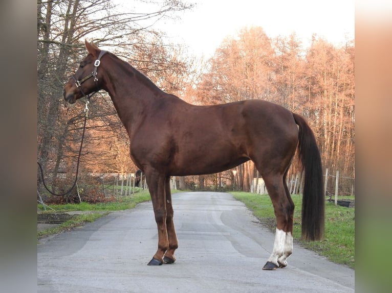 Westfale Stute 7 Jahre 172 cm Fuchs in Verl