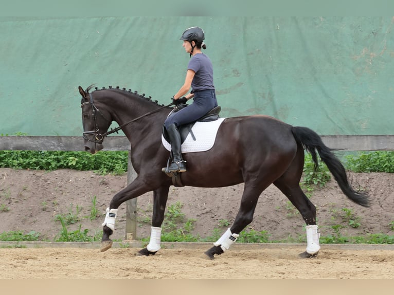 Westfale Stute 7 Jahre 172 cm Rappe in Tecklenburg