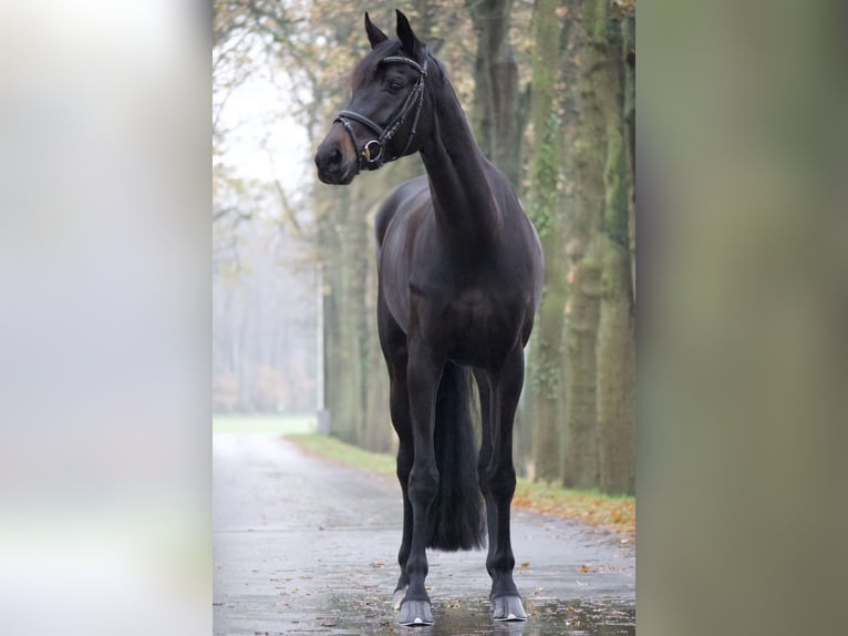 Westfale Stute 7 Jahre 172 cm Schwarzbrauner in Lienen