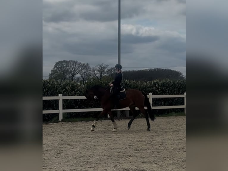 Westfale Stute 7 Jahre 173 cm Brauner in Vechta