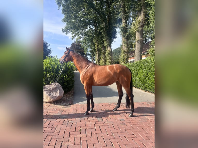 Westfale Stute 7 Jahre 173 cm Brauner in Vechta