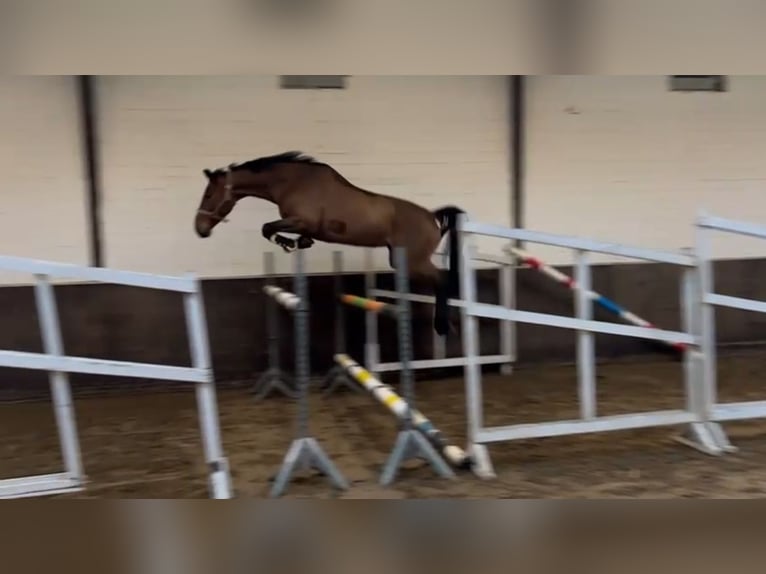 Westfale Stute 7 Jahre 173 cm Brauner in Vechta