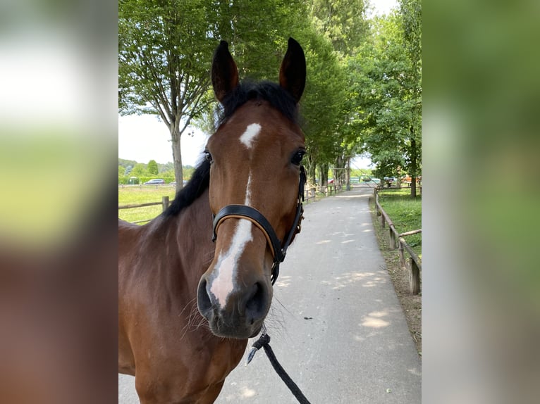 Westfale Stute 7 Jahre 173 cm Brauner in Mannheim