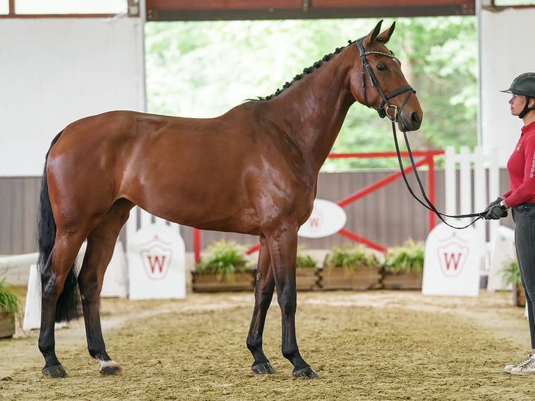 Westfale Stute 7 Jahre 173 cm Brauner in Münster-Handorf