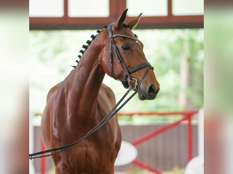 Westfale Stute 7 Jahre 173 cm Brauner in Münster-Handorf