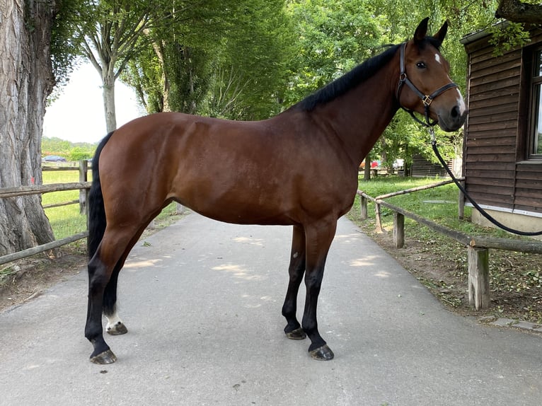 Westfale Stute 7 Jahre 173 cm Brauner in Mannheim