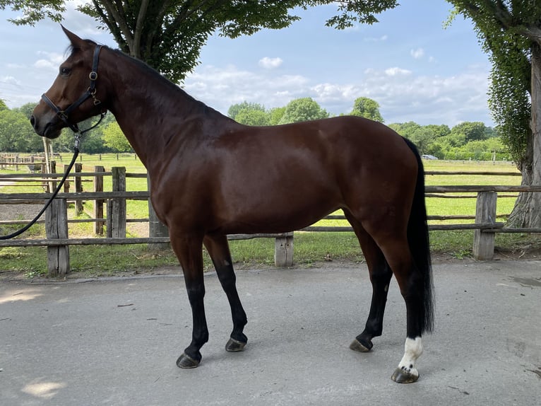 Westfale Stute 7 Jahre 173 cm Brauner in Mannheim