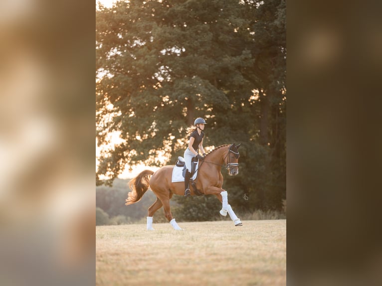 Westfale Stute 7 Jahre 173 cm Fuchs in Bonn