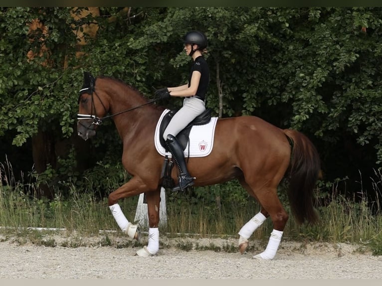 Westfale Stute 7 Jahre 173 cm Fuchs in Bonn