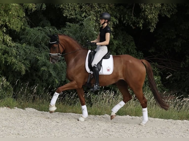 Westfale Stute 7 Jahre 173 cm Fuchs in Bonn