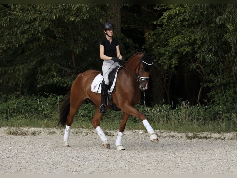 Westfale Stute 7 Jahre 173 cm Fuchs in Bonn