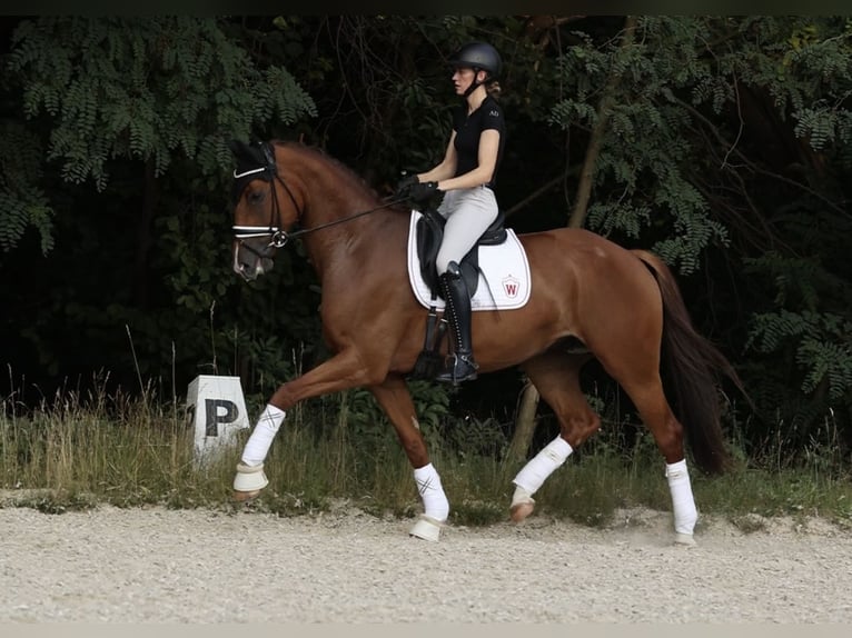 Westfale Stute 7 Jahre 173 cm Fuchs in Bonn