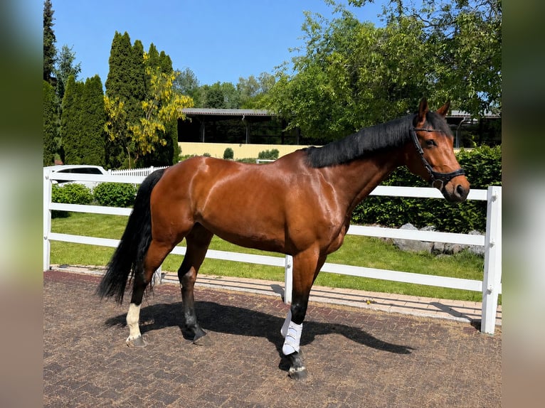 Westfale Stute 7 Jahre 174 cm Brauner in Erkheim
