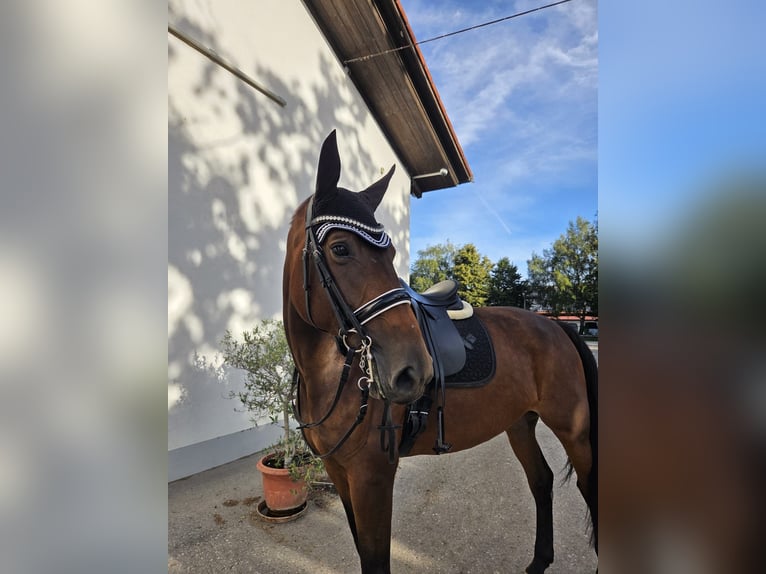 Westfale Stute 7 Jahre 174 cm  in Finsing