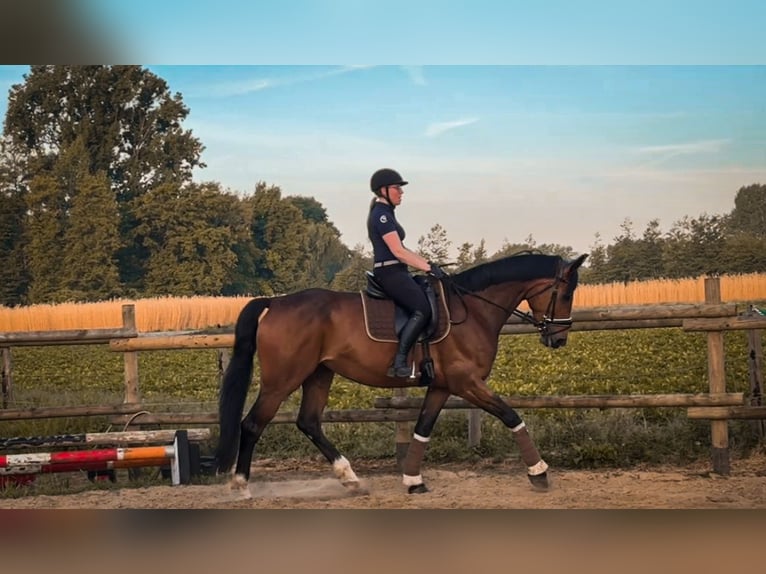 Westfale Stute 7 Jahre 175 cm Brauner in Sangerhausen