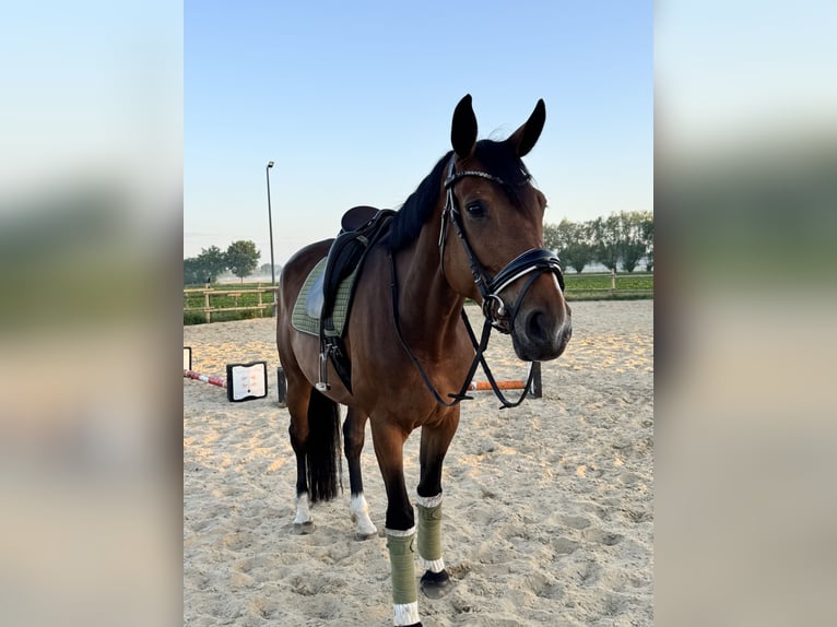 Westfale Stute 7 Jahre 175 cm Brauner in Sangerhausen