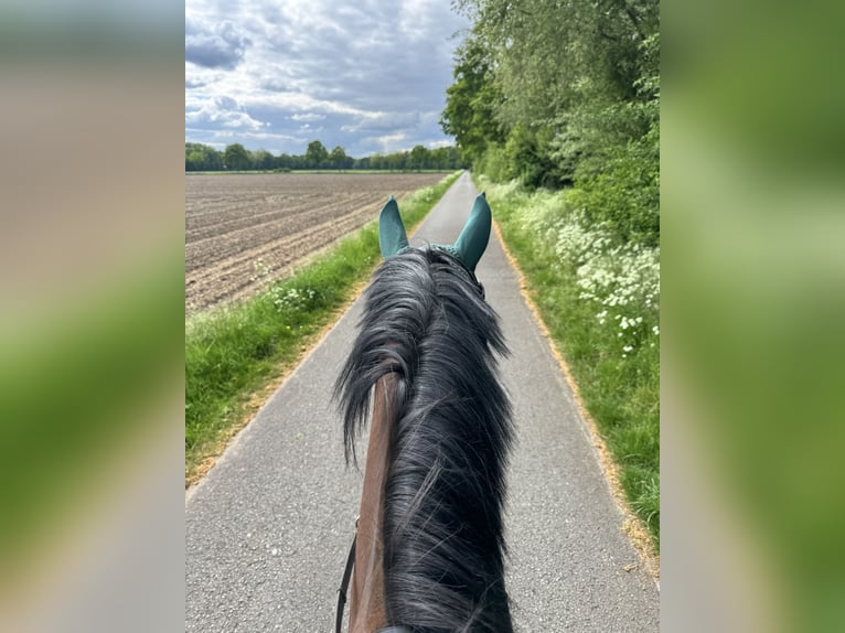 Westfale Stute 7 Jahre 175 cm Brauner in Sangerhausen